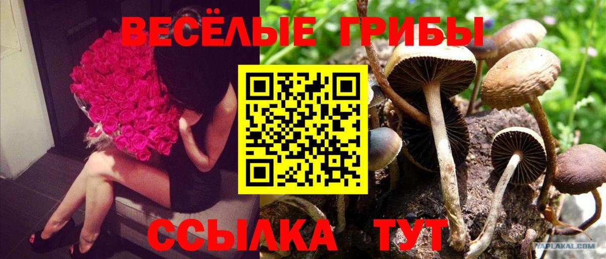продажа наркотиков  Галлюциногенные грибы MAGIC MUSHROOMS  Вход с VPN  Псилоцибиновые грибы Psilocybe  Аша 